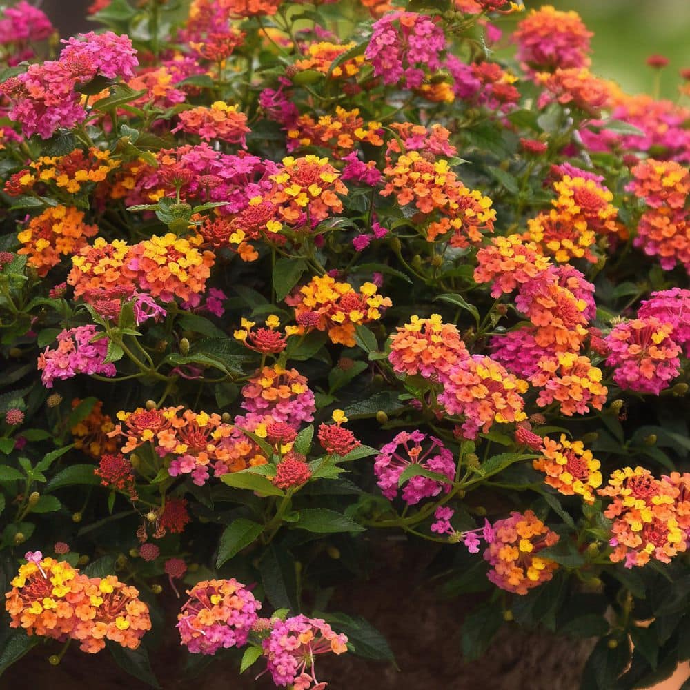 2.5 in. Lantana Bloomify Passion Fruit Plant (3-Pack) - Hercitys