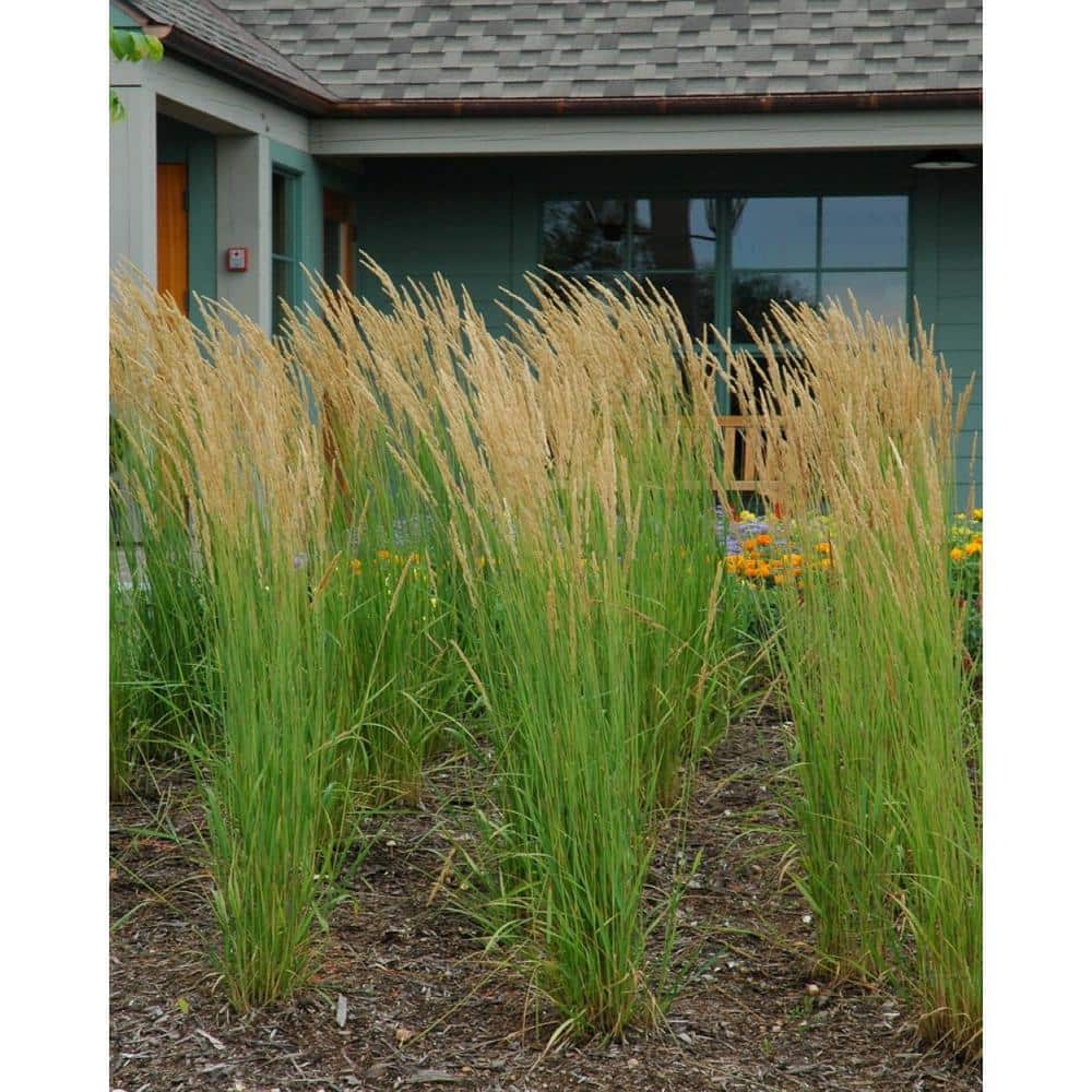 5 Gal. Karl Foerster Feather Reed Grass - Hercitys