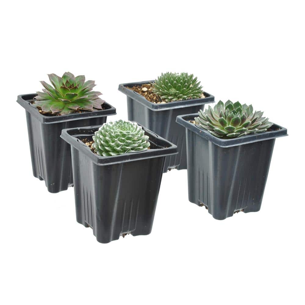 1.0 QT. Perennial Assorted Sempervivum Succulent (Hens and Chicks) (4-Pack) - Hercitys