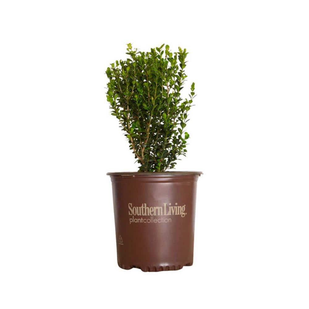 2.5 Qt. Boxwood Baby Gem, Live Shrub Plant, Glossy Green Foliage - Hercitys