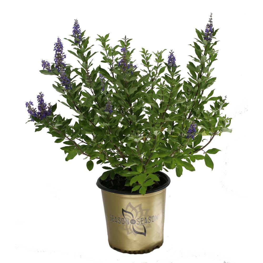 2 Gal. Busy Bee Vitex Flowering Shrub with Blue Blossoms - Hercitys