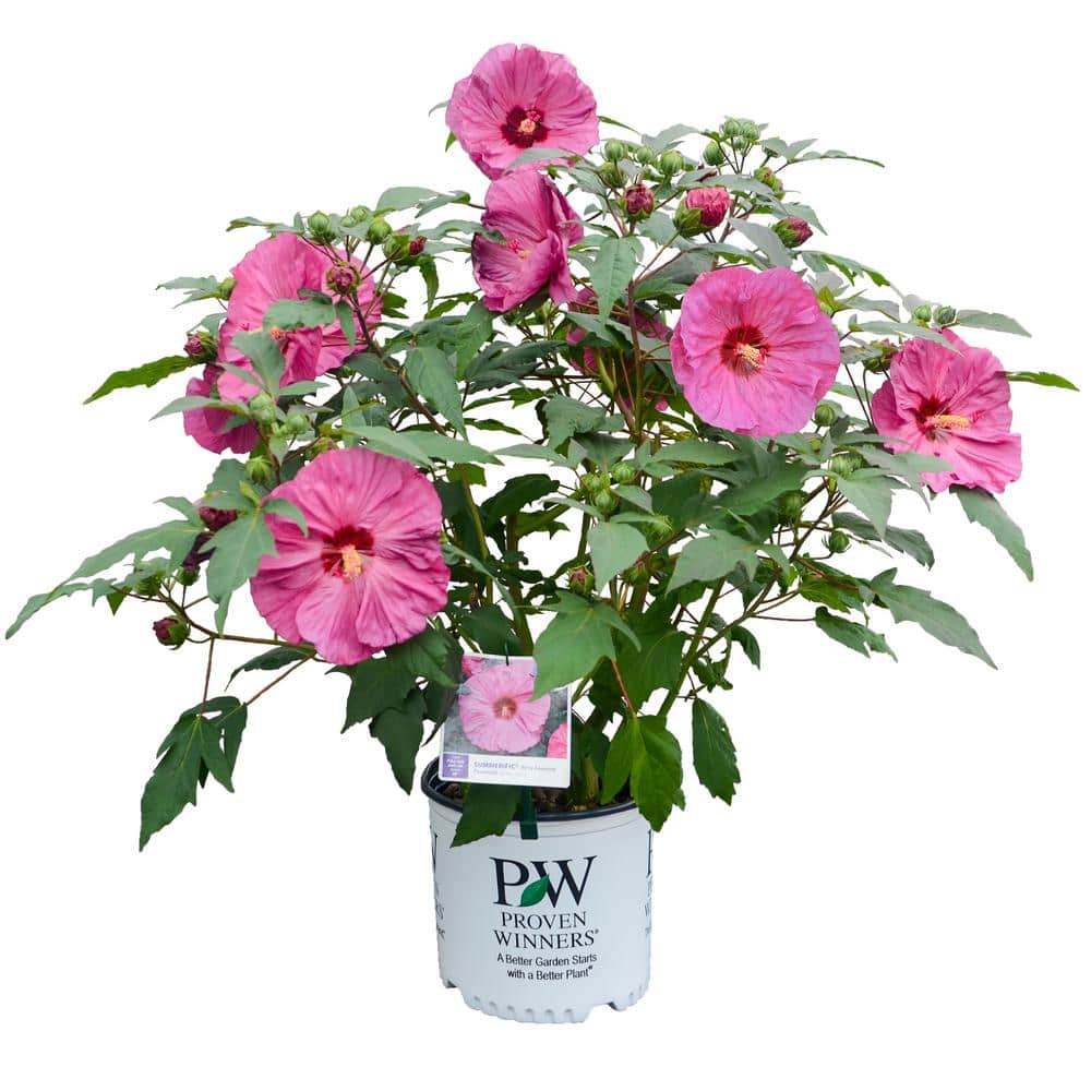 2 Gal. Summerific ‘Berry Awesome’ Rose Mallow (Hibiscus Hybrid), Live Perennial Plant, with Pink Flowers - Hercitys