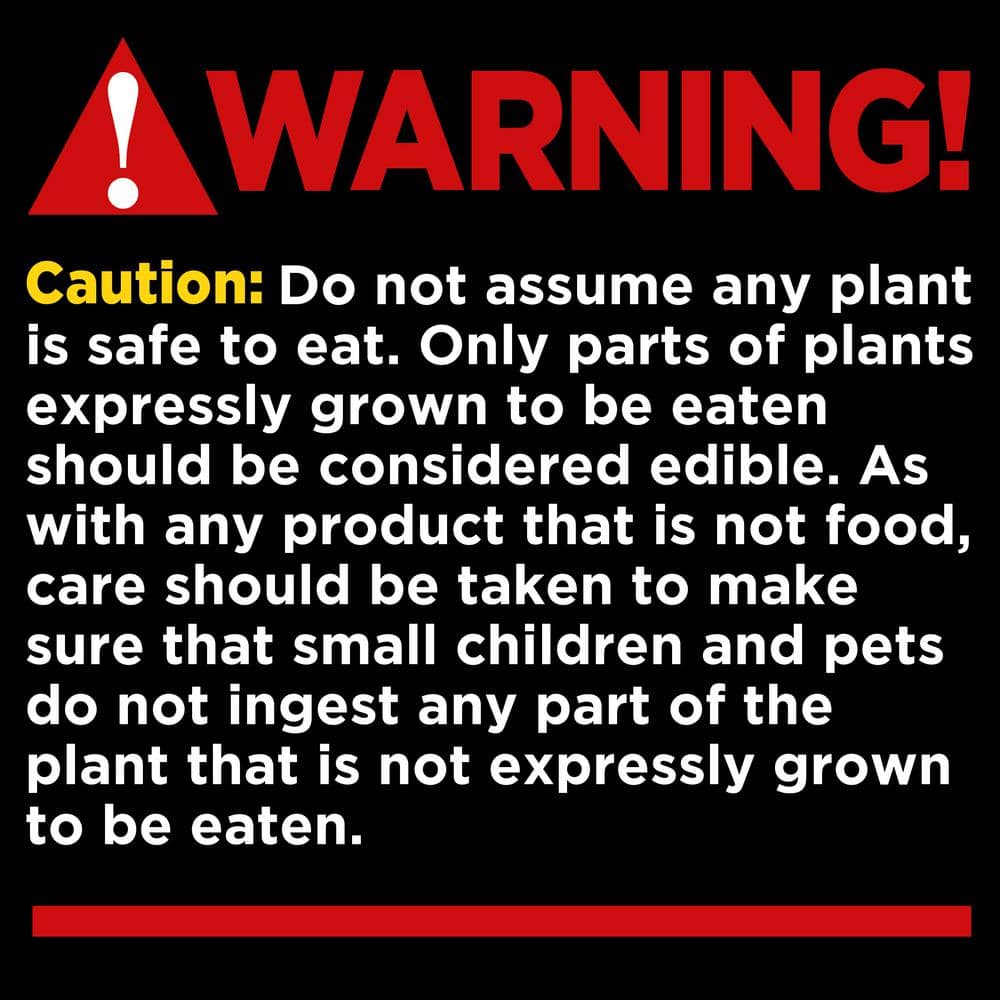 1 gal. Apios Americana Ground Nut Perennial Plant Ruddy Red Flowers - Hercitys