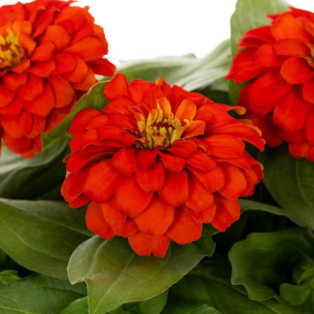 3 qt. Zinnia Red Annual Plant (2-Pack) - Hercitys