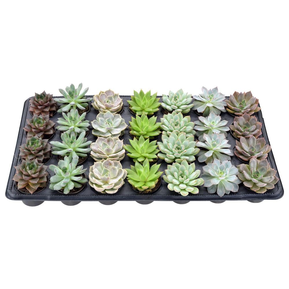 2 in. Mini Succulents in Black Grower Pot (28-Pack) - Hercitys