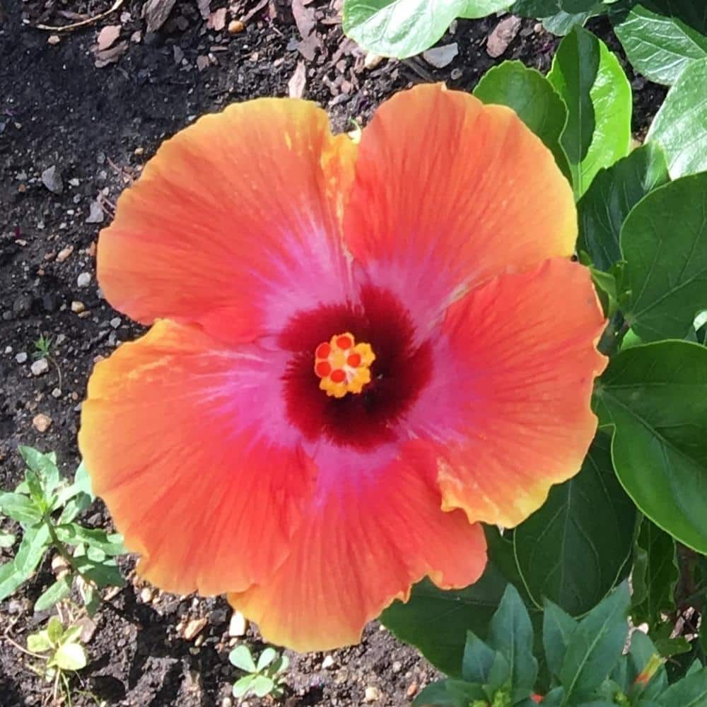 3 Gal. Fiesta Hibiscus Flowering Shrub with Large Orange Flowers - Hercitys