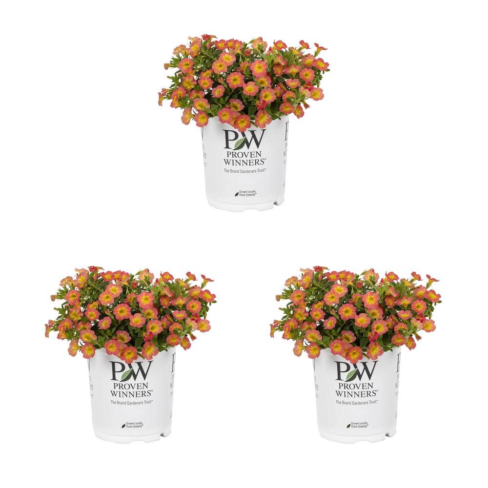 2.5 qt. Proven Winners Calibrachoa Superbells Coral Sun Pink and Yellow Bicolor Annual Plant (3-Pack) - Hercitys