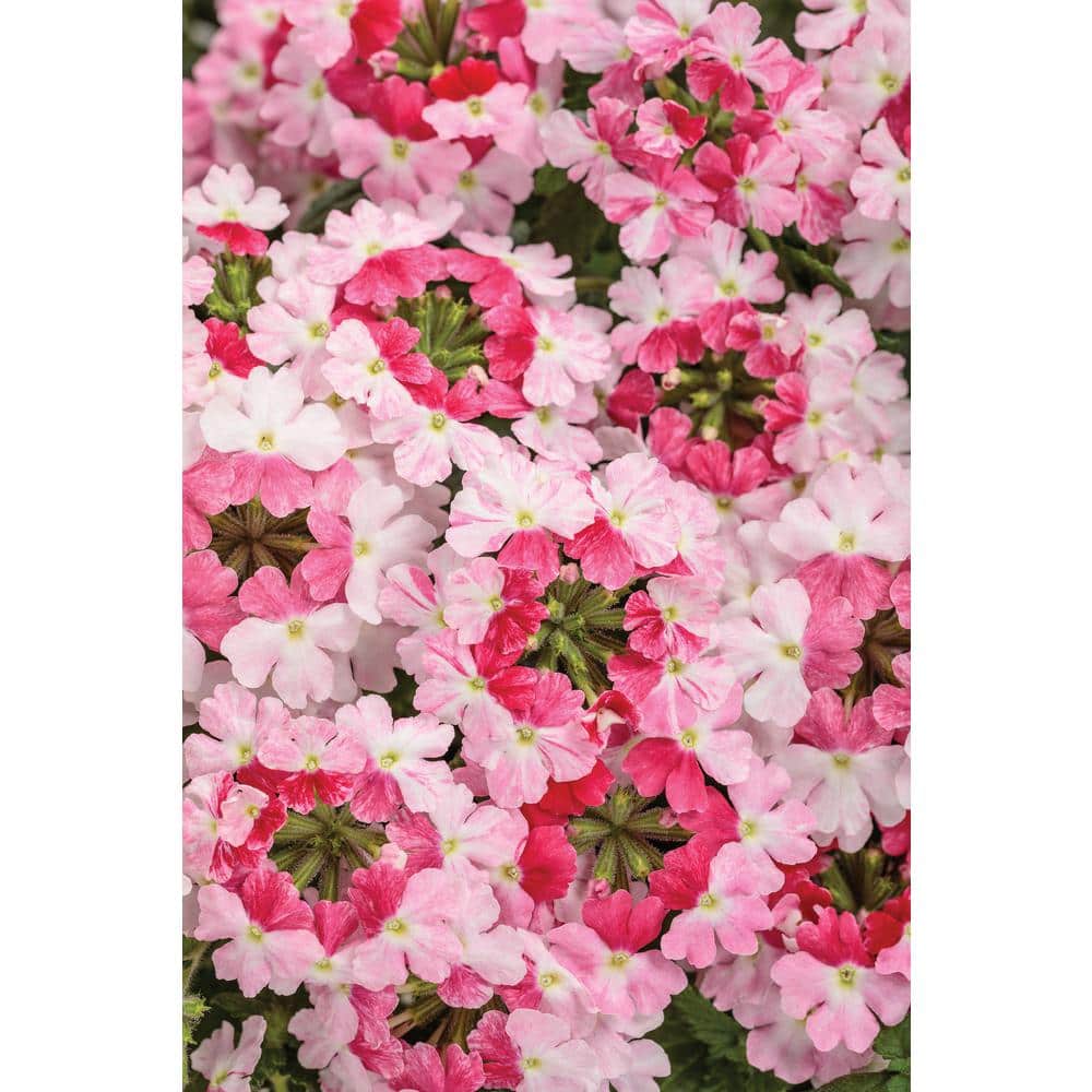 4.25 in. Eco+Grande Superbena Sparkling Rose (Verbena) Live Plants, Pink and Red Flowers (4-Pack) - Hercitys