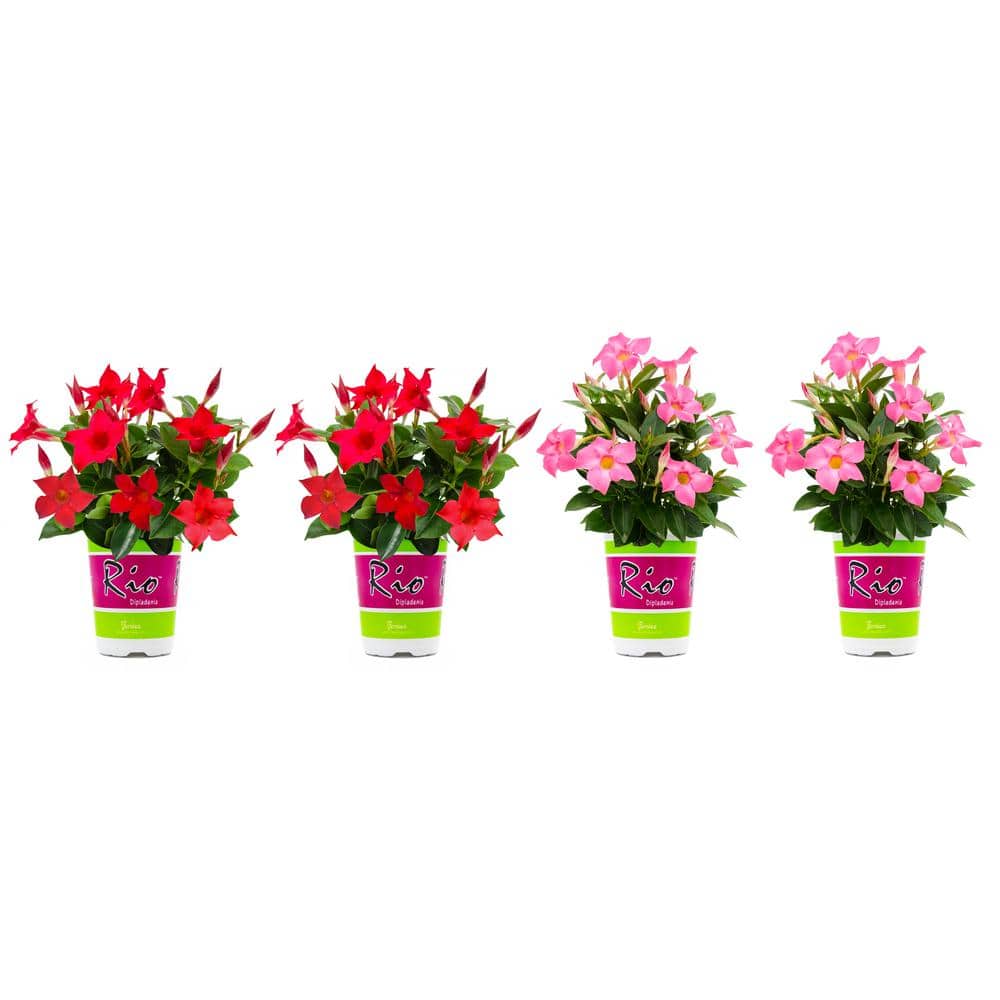 1.5 Pint Dipladenia Flowering Annual Shrub with Red and Pink Flowers (4-Pack) - Hercitys