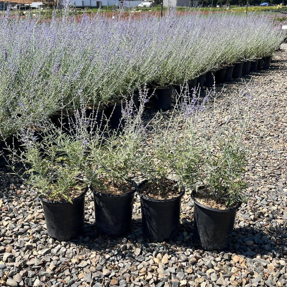 #1 container Sage Plants (4-Pack) - Hercitys