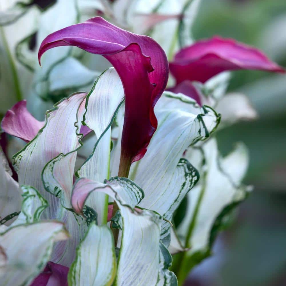 1 gal. Calla Lily Frozen Queen Perennial Plant with White Flowers - Hercitys