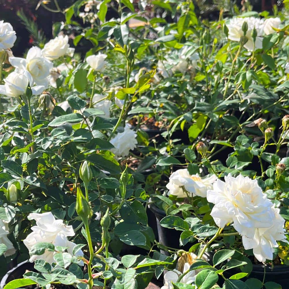#1 Container Groundcover Roses with White Flowers (4-Pack) - Hercitys