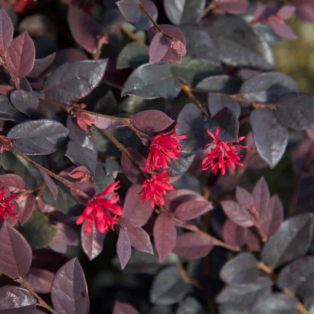 2 Gal. Red Diamond Loropetalum Shrub with Burgundy Foliage and Pink Flowers - Hercitys