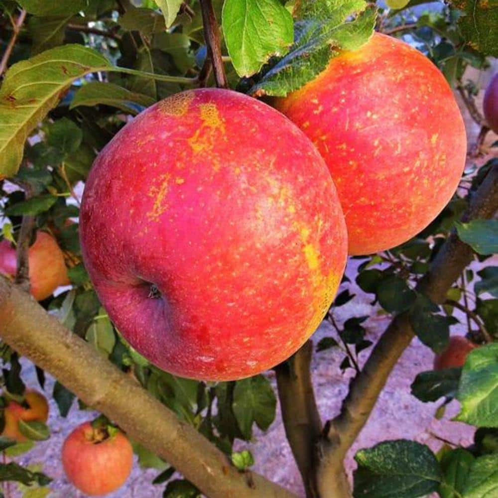 5 Gal. Fuji Apple Tree - Hercitys