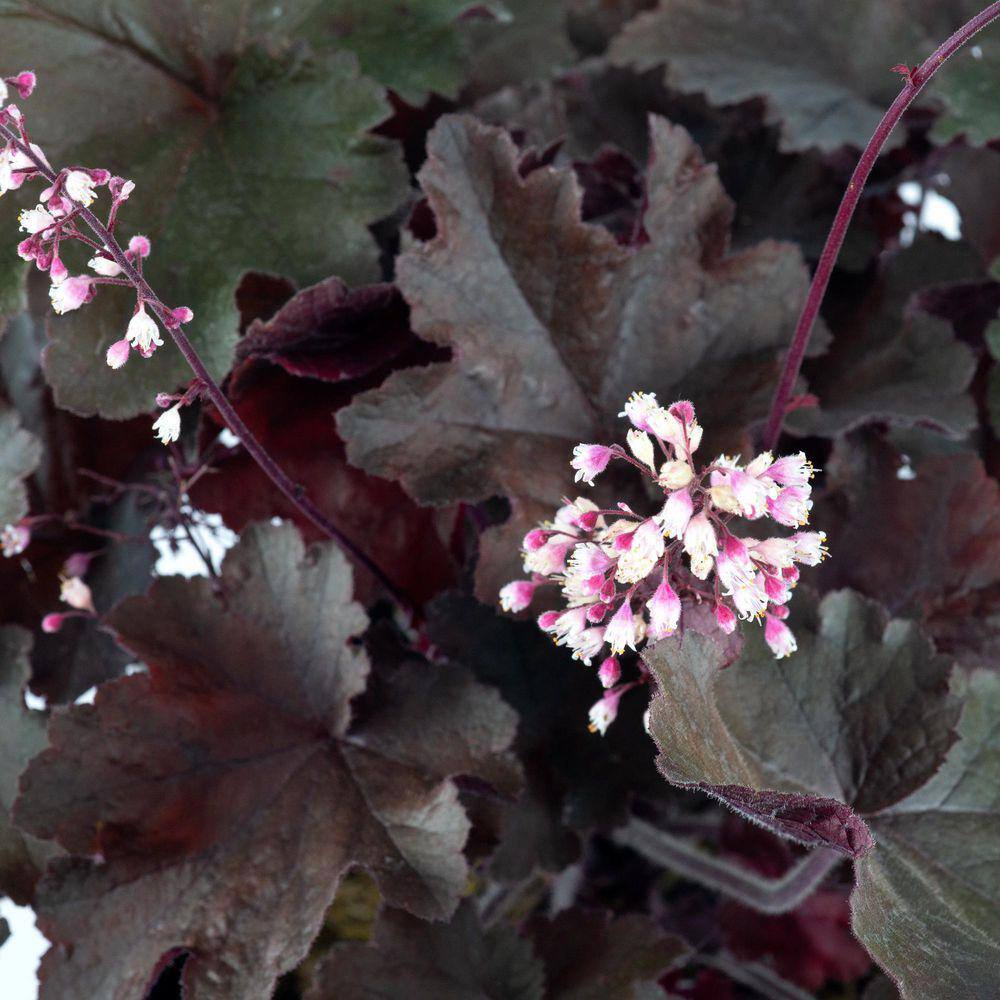 2 Gal. Carmencita Coral Bells (Heuchera), Live Perennial Plant, Pink-Red Foliage - Hercitys
