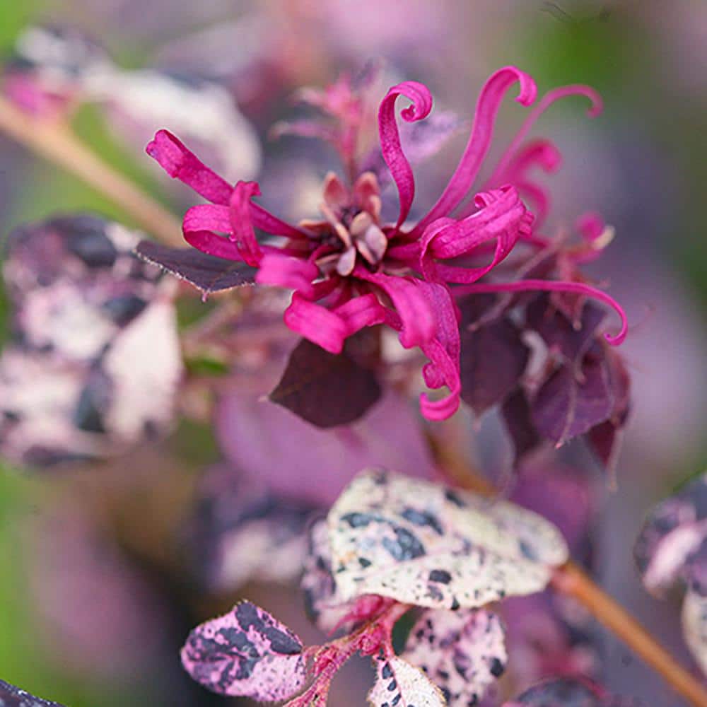 2 Gal. Jazz Hands Loropetalum Shrub with Pink Flowers - Hercitys