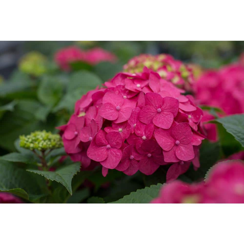 1 Gal. Summer Crush Reblooming Hydrangea Flowering Shrub with Raspberry Red Flowers - Hercitys