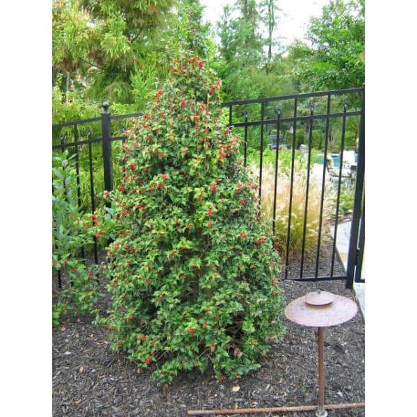 1 Gal. Dragon Lady Holly Shrub With Prolific Bright Scarlet Red Berries During Winter - Hercitys