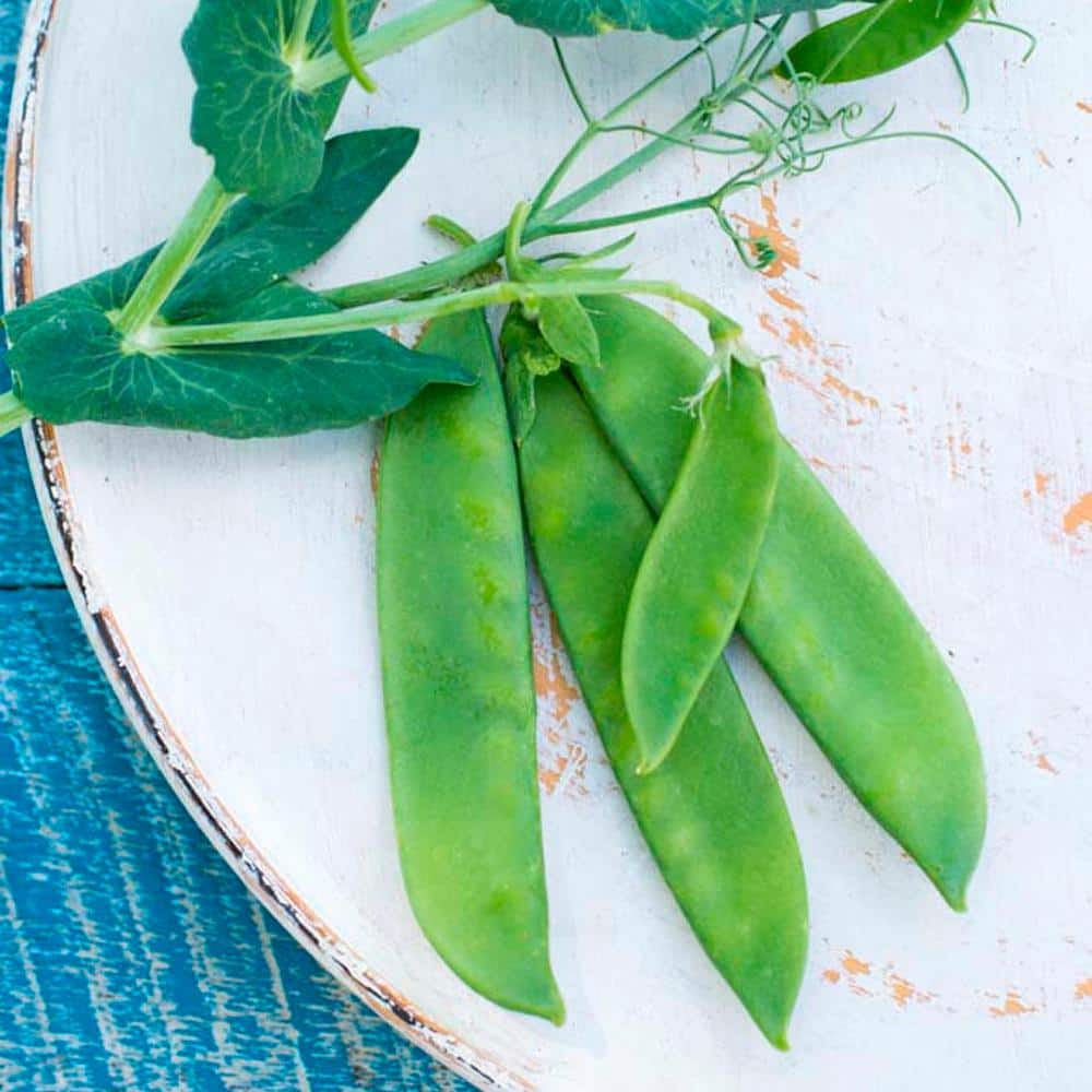 0.50 lb. Snow Pea Avalanche (Seed Packet) - Hercitys