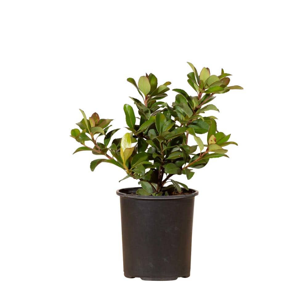 2.5 Qt. Snow White Indian Hawthorn, Live Evergreen Shrub, White Blooms - Hercitys