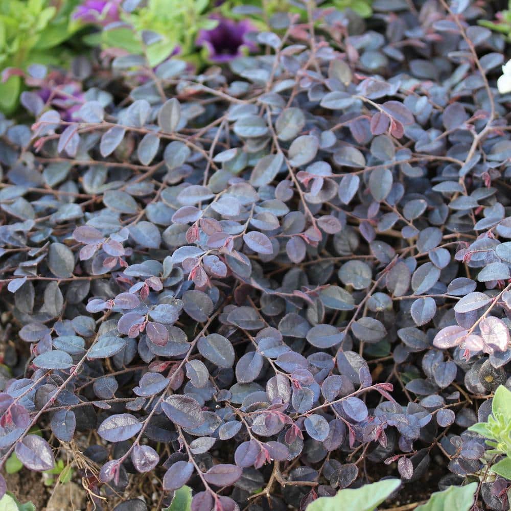 2 Gal. Jazz Hands Mini Loropetalum Shrub with Black-Purple Foliage - Hercitys