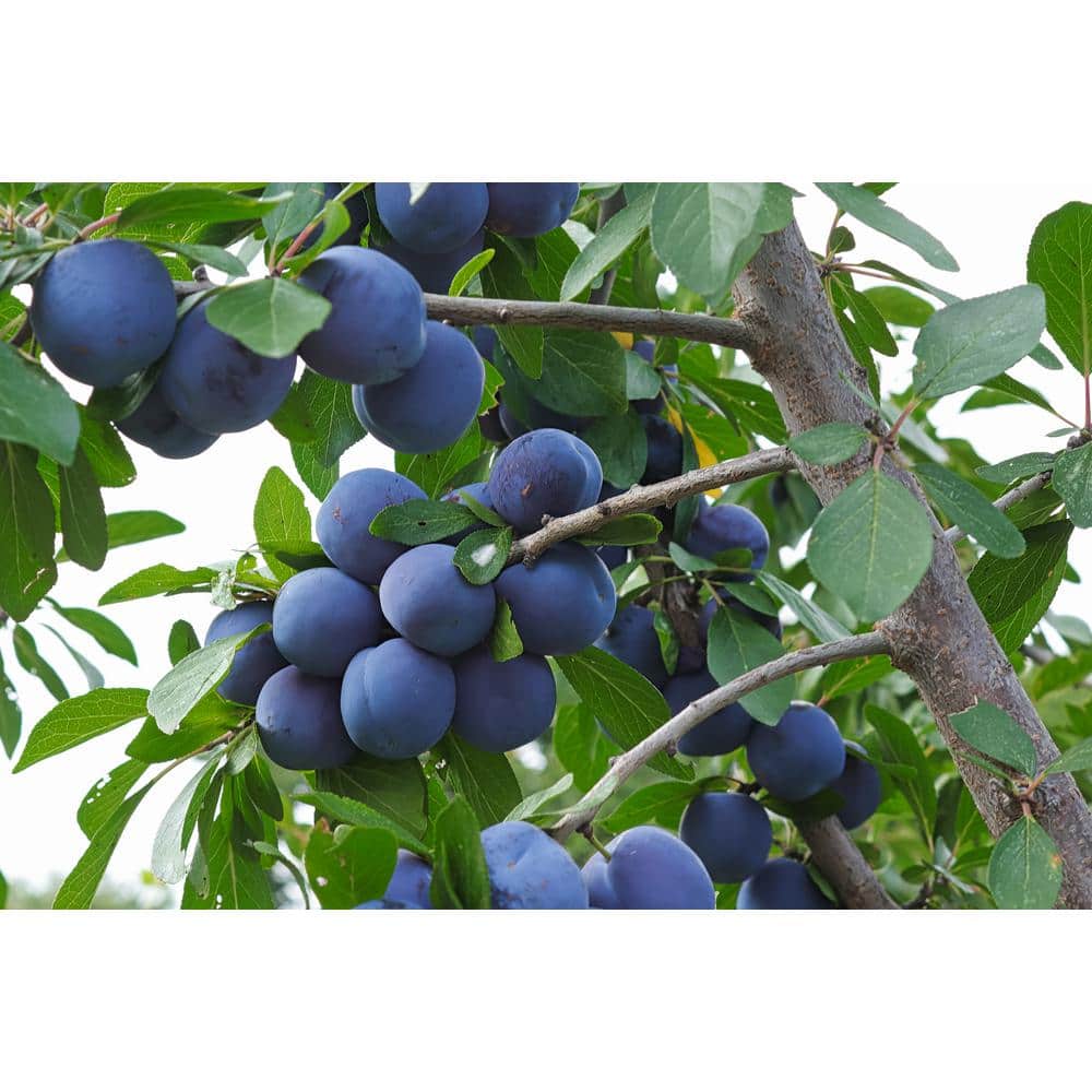 3 ft. Italian Semi Dwarf Plum Tree with Excellent Fresh Eating Purple Fruit - Hercitys
