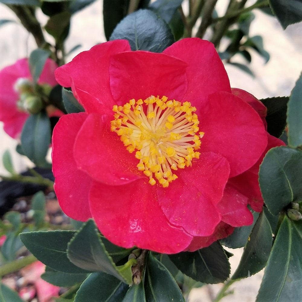 2.5 qt. Yuletide Camellia (Sasanqua) Shrub with Christmas Red Blooms - Hercitys