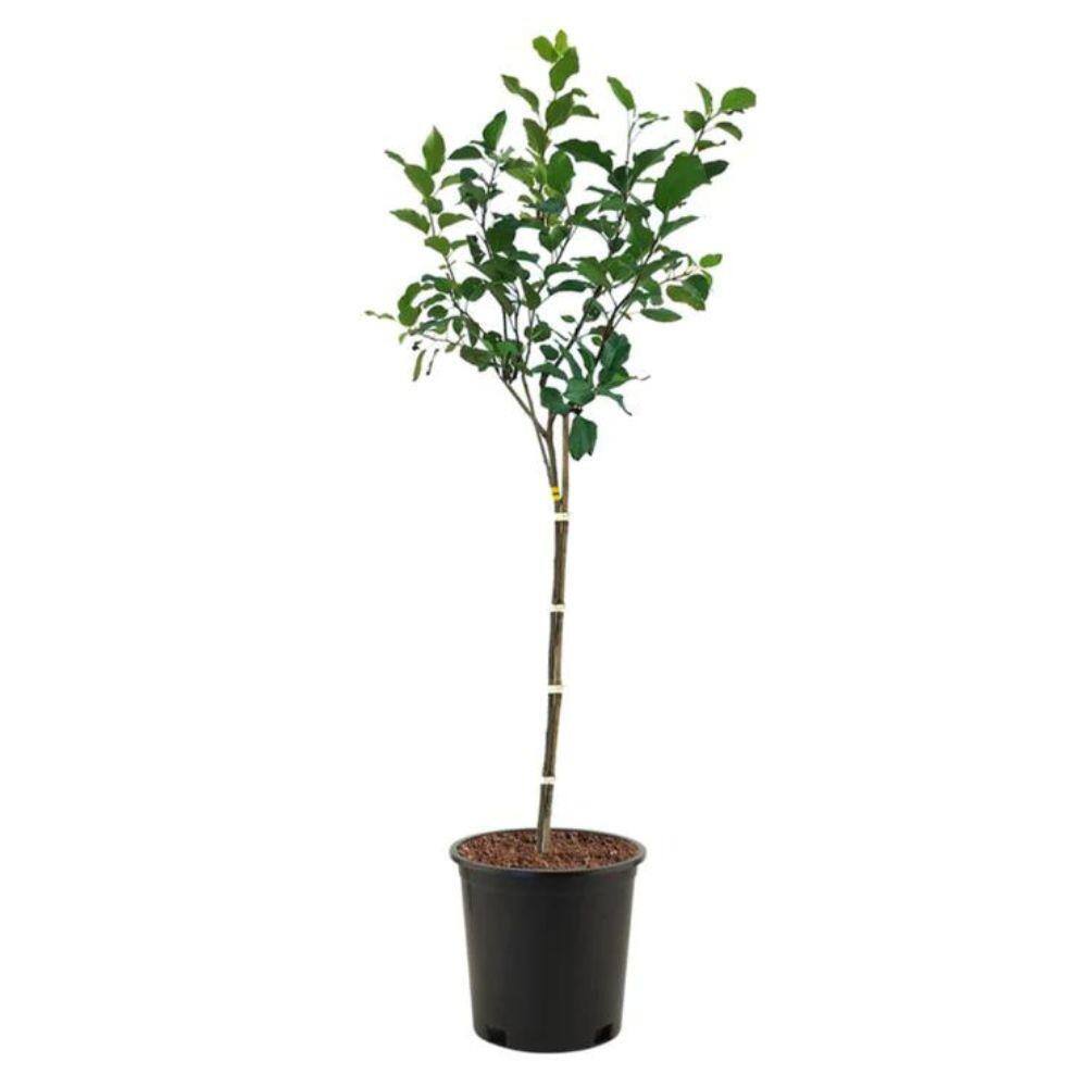 5 Gal. Fuji Apple Tree - Hercitys