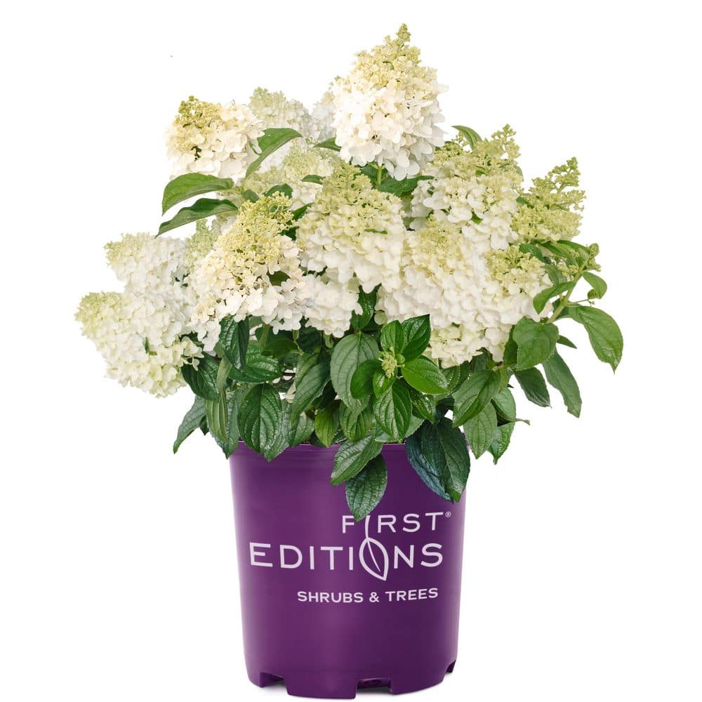 1 Gal. Hydrangea, Little Hottie Hydrangea – (1 piece) - Hercitys