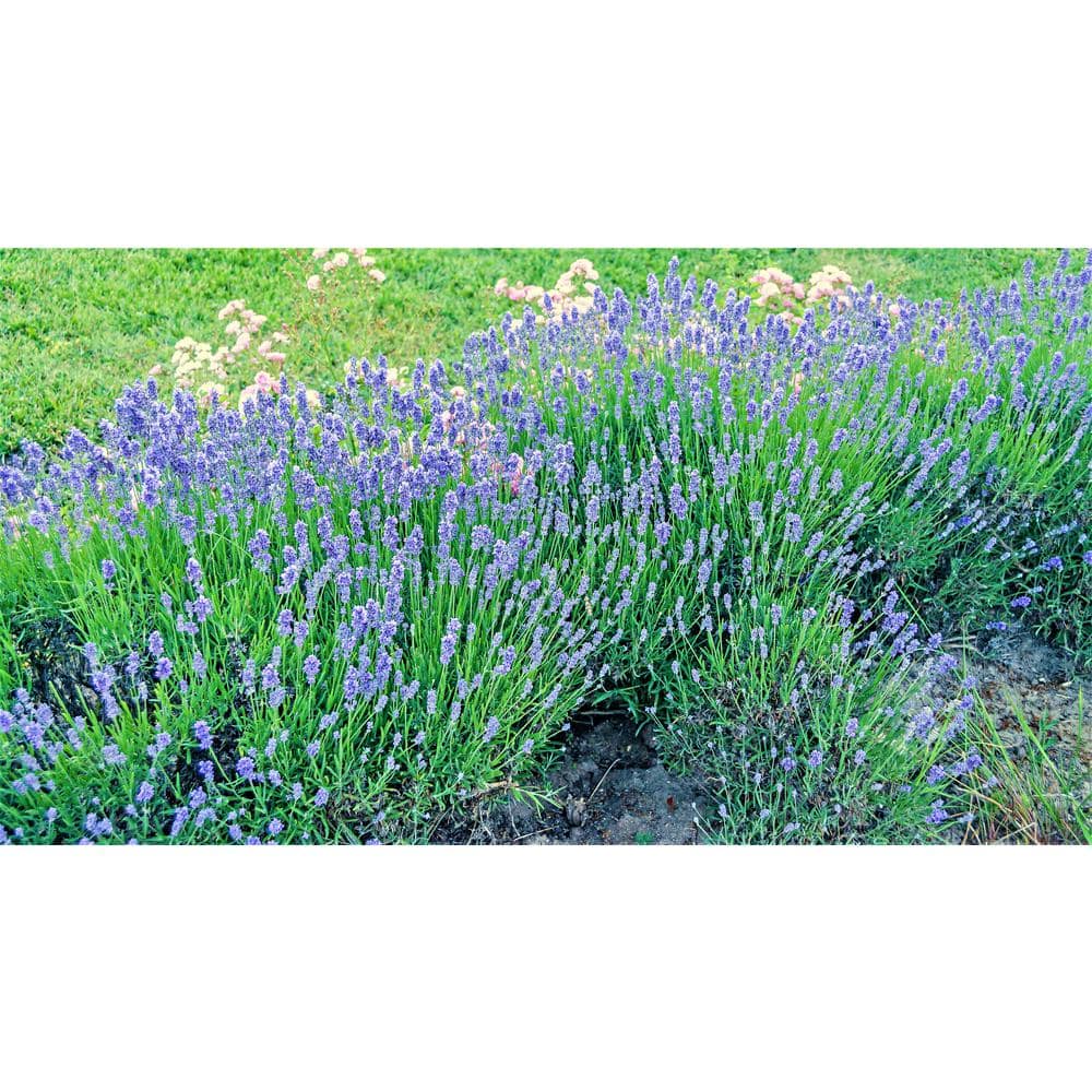 1 Gal. Dark Knight Bluebeard Flowering Shrub with Highly Fragrant Deep Blue Late Summer Blossoms - Hercitys