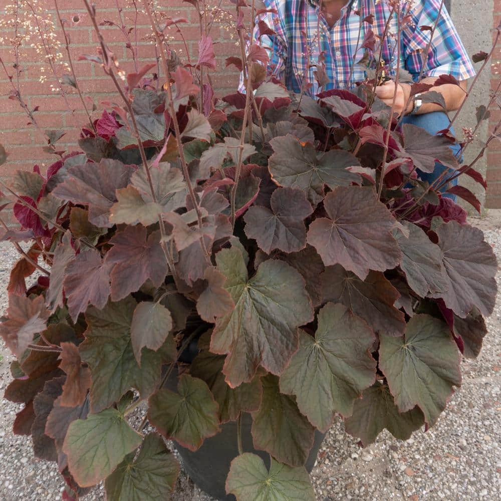 1 Gal. Pot, Palace Purple Coral Bells Potted Flowering Perennial Plant (1-Pack) - Hercitys