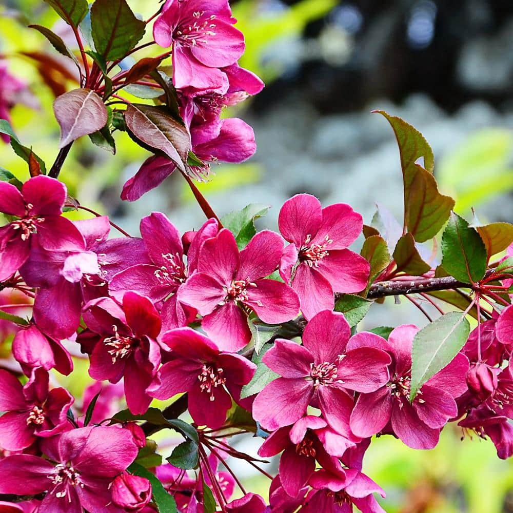 5 Gal. Summer Wonder Pink Flowering Crabapple Tree - Hercitys