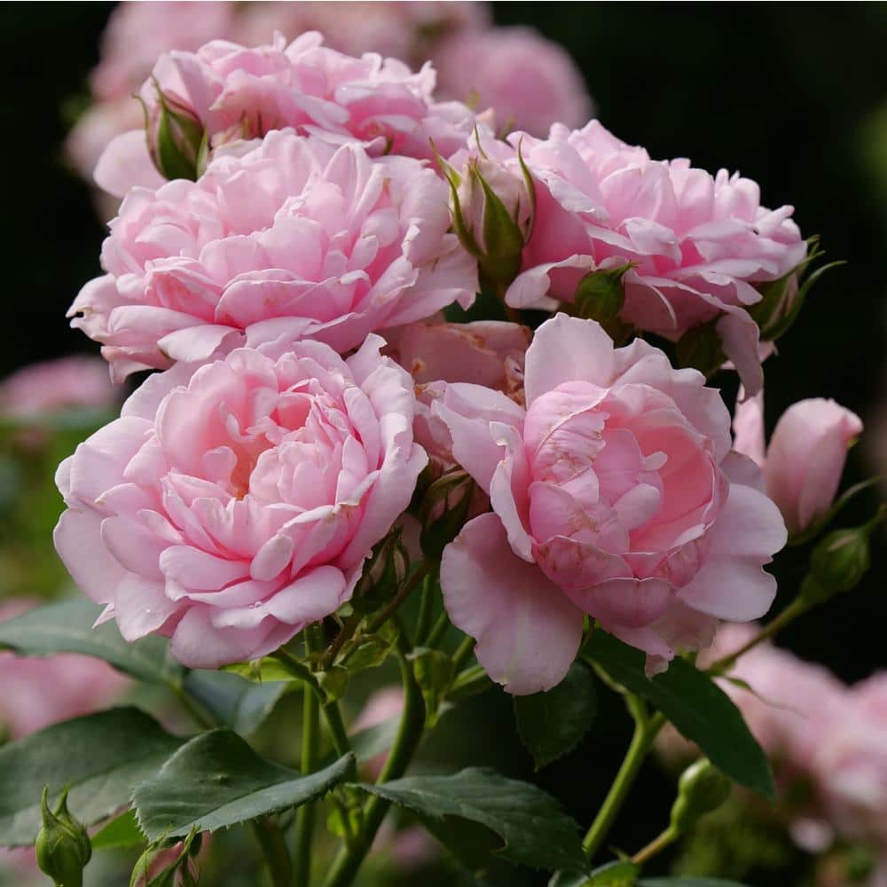 4.5 in. Qt. Reminiscent Pink Rose (Rosa x) with Pink Flowers - Hercitys