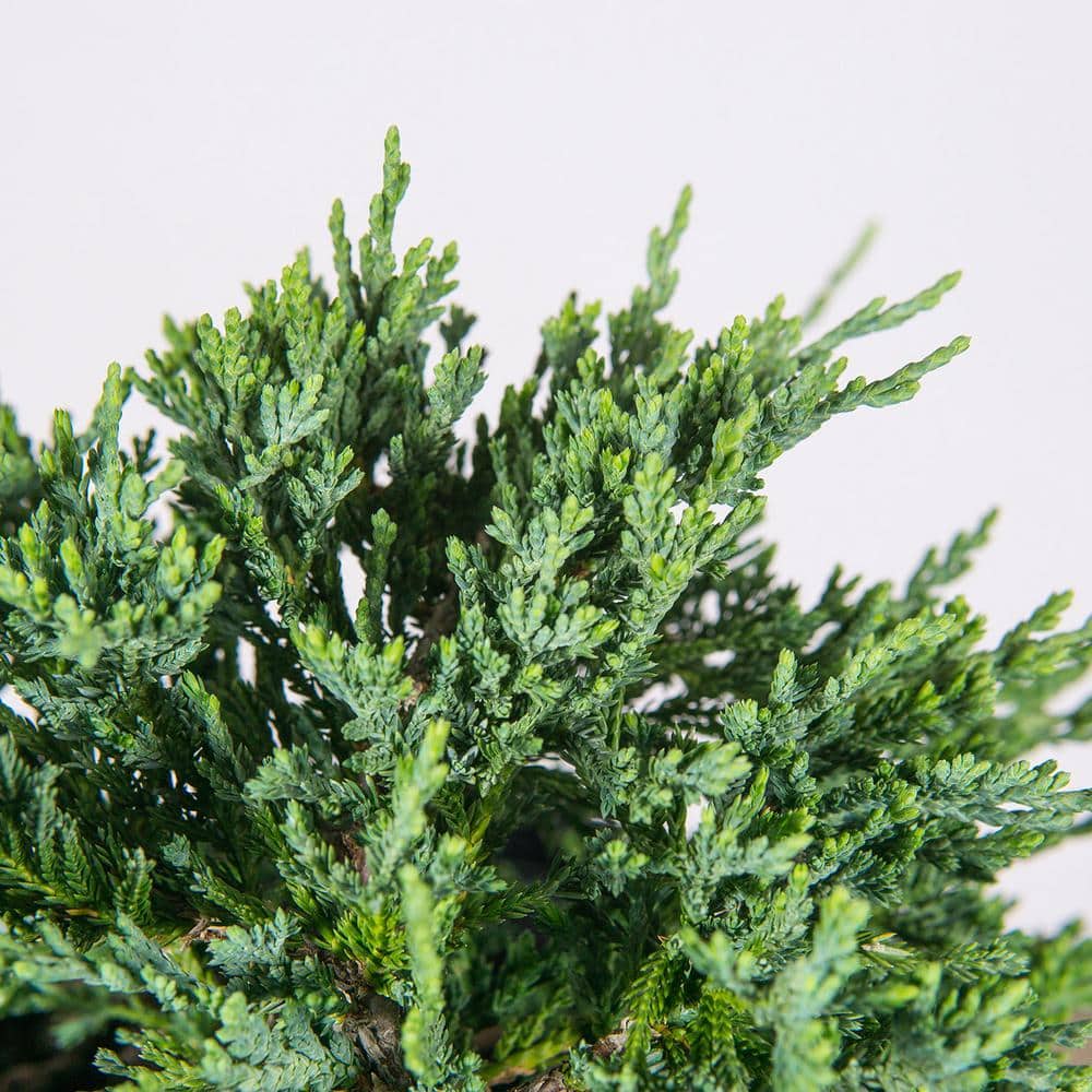 1 Gal. Blue Rug Juniper in Grower’s Pot, Fragrant Ground Cover - Hercitys