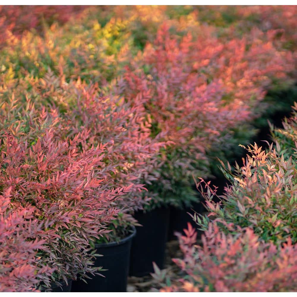 #5 Container Gulfstream Heavenly Bamboo Shrub (2-pack) - Hercitys