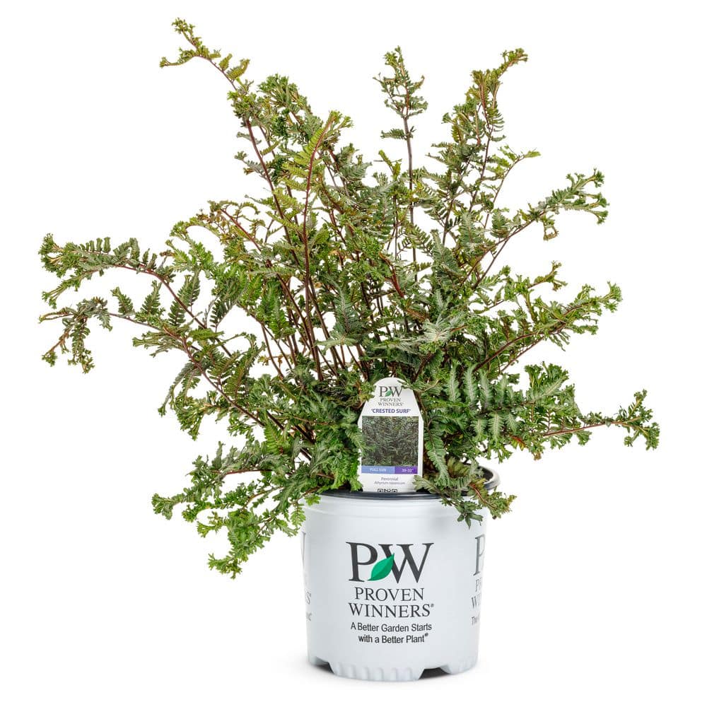 1 Gal. Crested Surf Crested Japanese Painted Fern (Athyrium niponicum) Live Perennial Plant - Hercitys