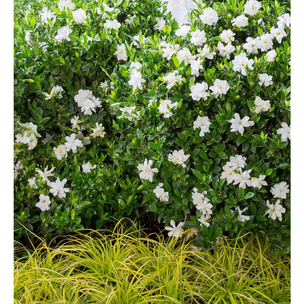 2.5 Qt. Jubilation Gardenia, Live Evergreen Shrub, White Fragrant Blooms - Hercitys