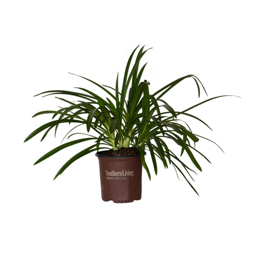 1.5 Gal. Queen Mum Agapanthus (Lily of the Nile) with White and Violet Bloom Clusters Live Perennial Plant - Hercitys