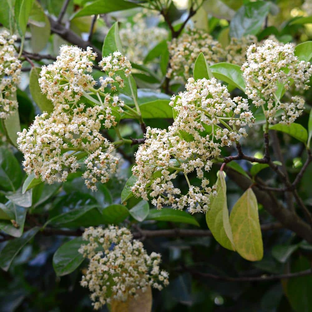 3 gal. Viburnum Chindo Shrub with White Flowers - Hercitys