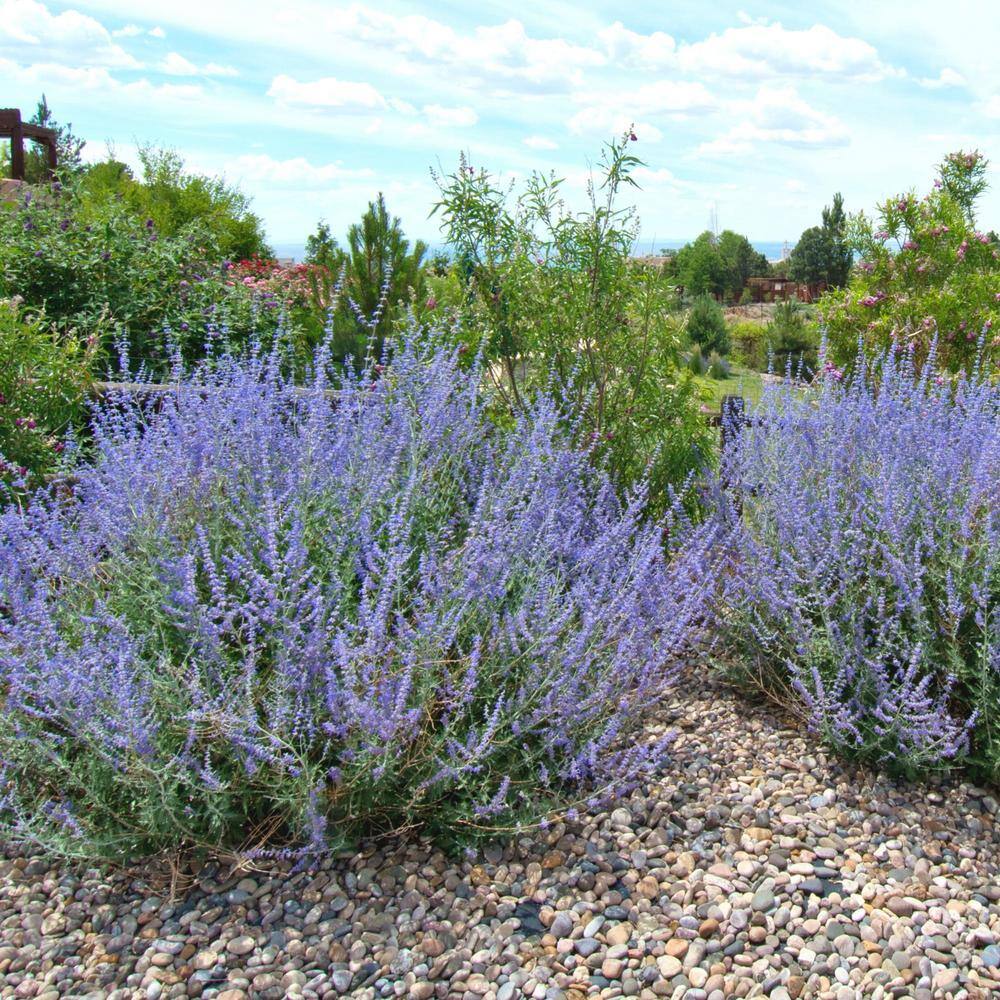#1 container Sage Plants (4-Pack) - Hercitys