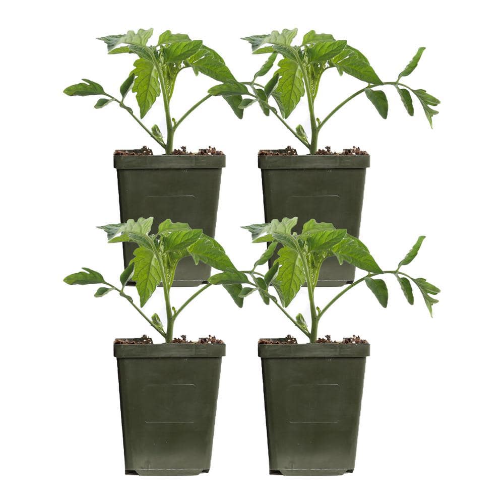4 in. Early Girl Red Tomato Plant (4-Pack) - Hercitys
