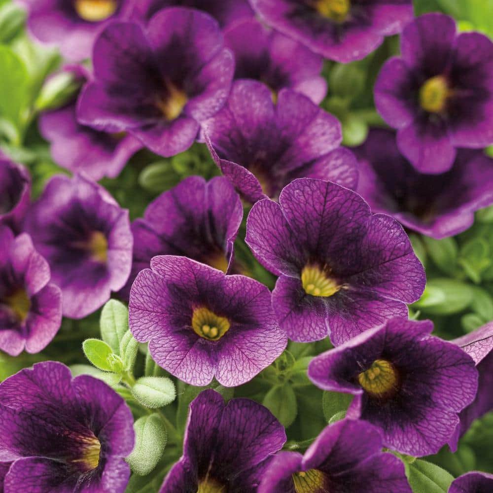 4.25 in. Eco+Grande Superbells Grape Punch (Calibrachoa) Live Plant, Purple Flowers (4-Pack) - Hercitys