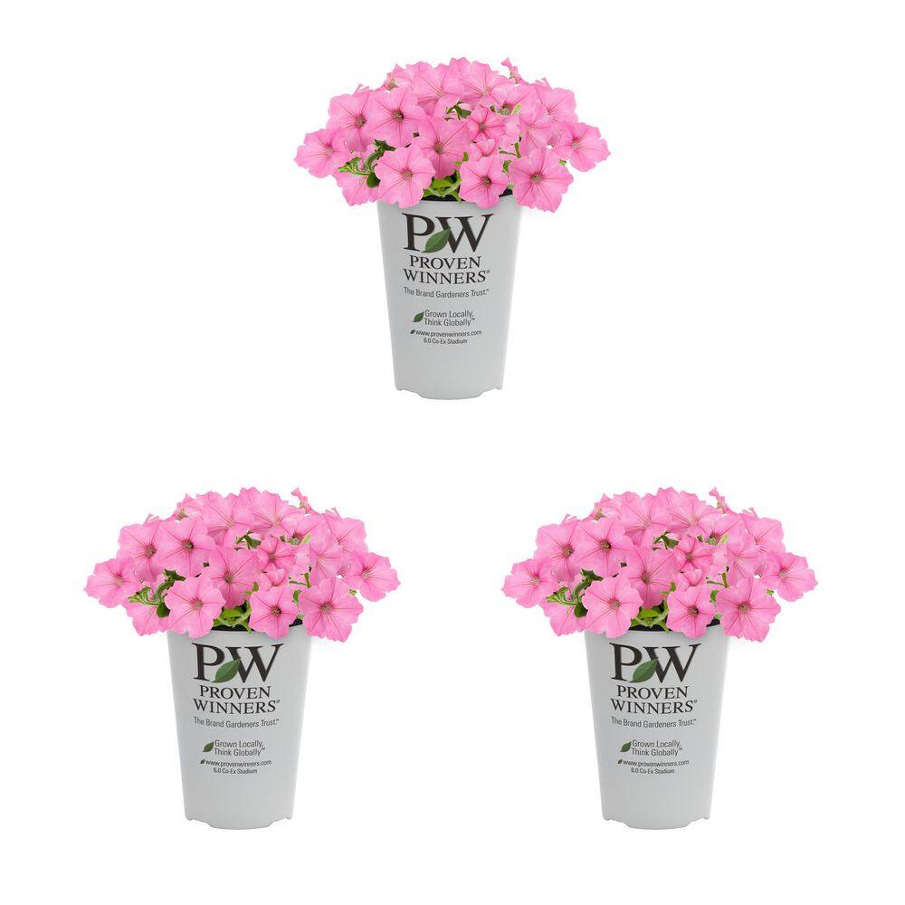 2 qt. Petunia Supertunia Vista Bubblegum Pink Annual Plant (3-Pack) - Hercitys