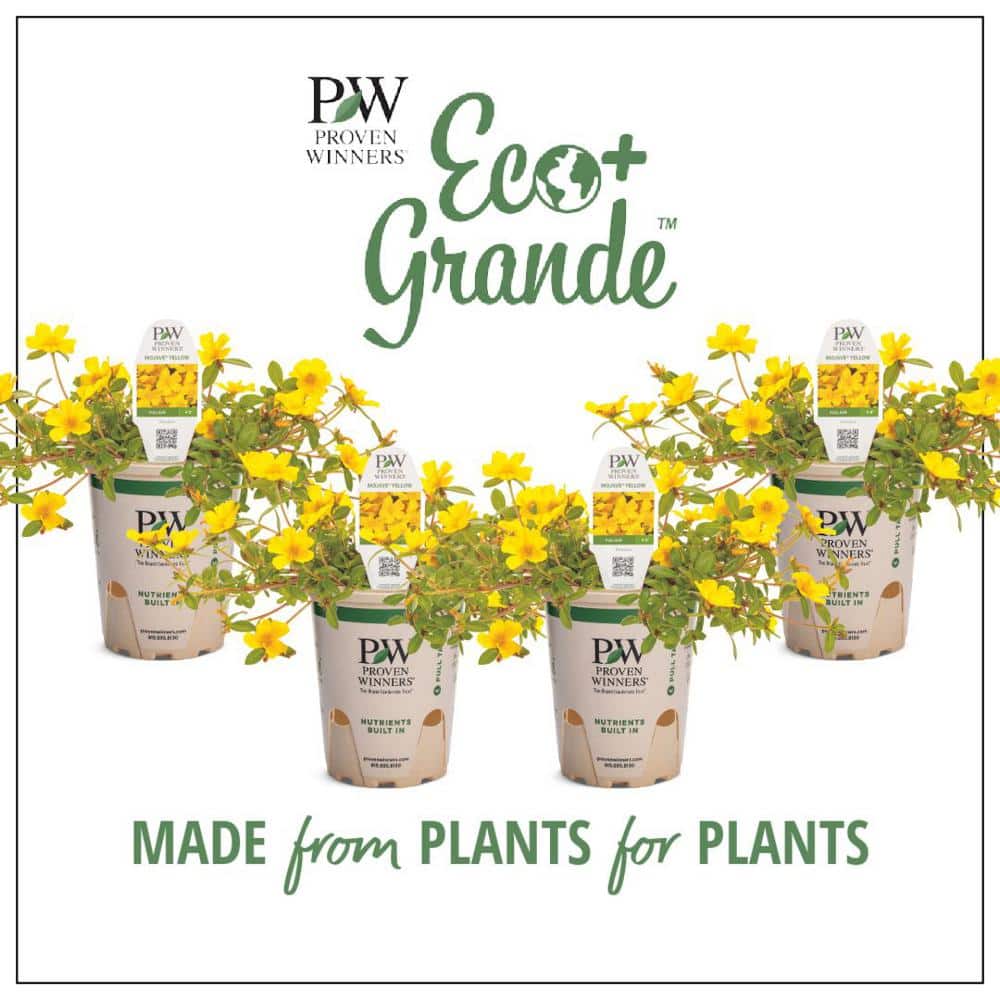 4.25 in. Eco+Grande Mojave Yellow Moss Rose (Portulaca) Live Plant, Yellow Flowers (4-Pack) - Hercitys