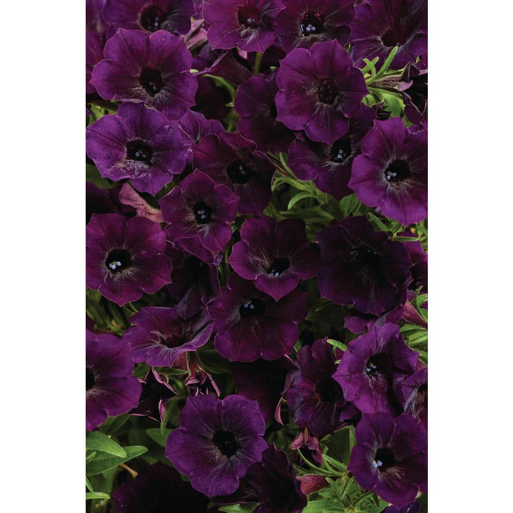 4.25 in. Eco Plus Grande, Supertunia Mini Vista Midnight Live Annual Plant, Purple Flowers (4-Pack) - Hercitys