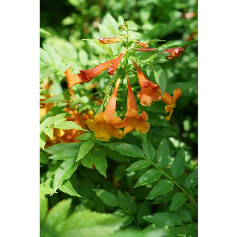 1 Gal. Orange Chicklet Esperanza (Tecoma) Live Shrub, Orange Flowers - Hercitys