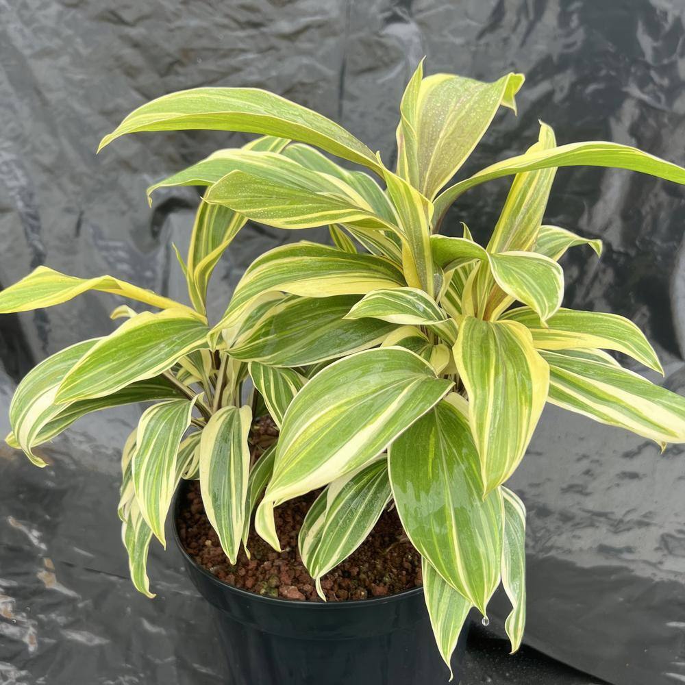3.5 in. Cordyline Chocolate Queen Annual Plant (3-Pack) - Hercitys