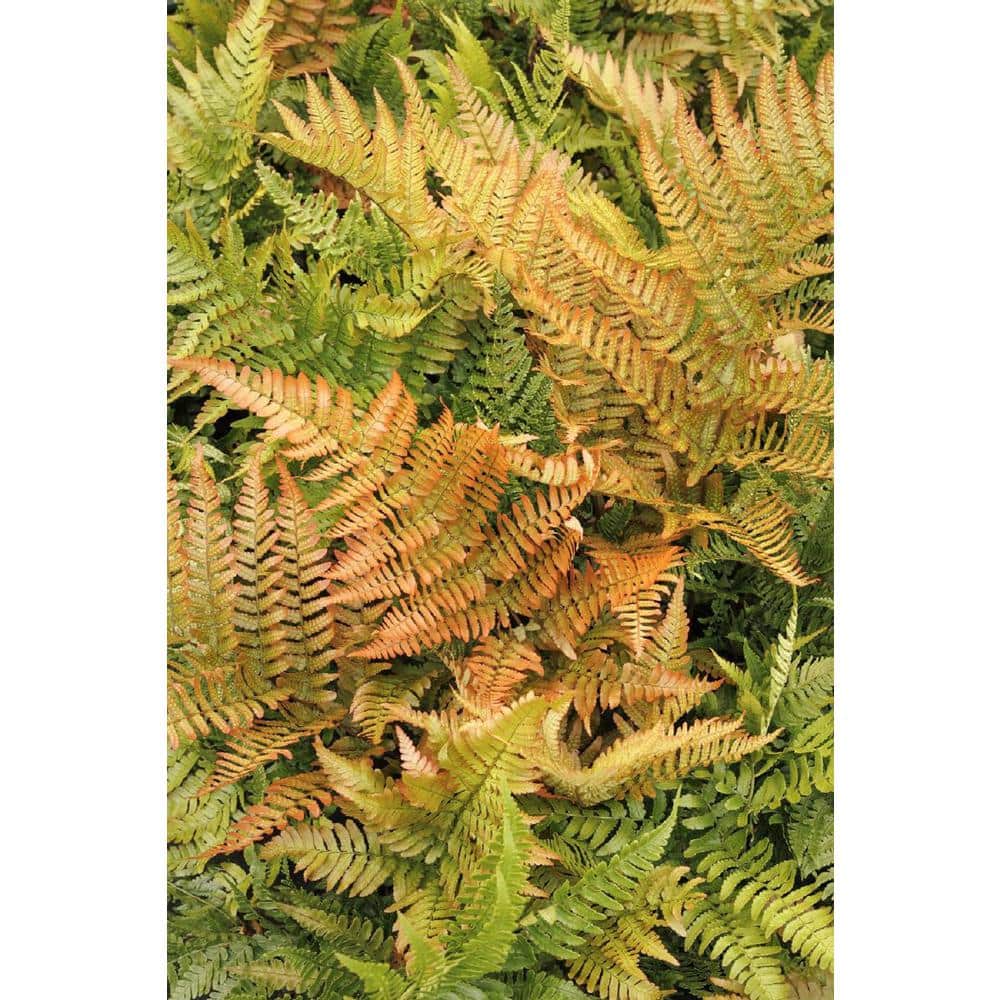 1 Gal. Brilliance Autumn Fern (Dryopteris Erythrosora) Live Shade Perennial Plant with Copper Red Foliage - Hercitys