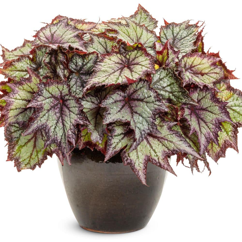 4.25 in. Eco+ Grande Space Age Europa Begonia (Begonia rex) Live Annual Plant with Black and Silver Foliage 4-Pack - Hercitys
