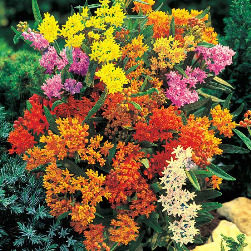 1.5 Gal Asclepias (Butter Fly Weed) Gold Flower Plant in 8.25 in. Grower’s Pot - Hercitys